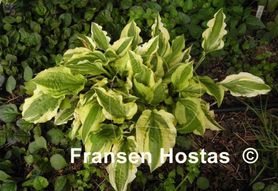 Hosta Sparky